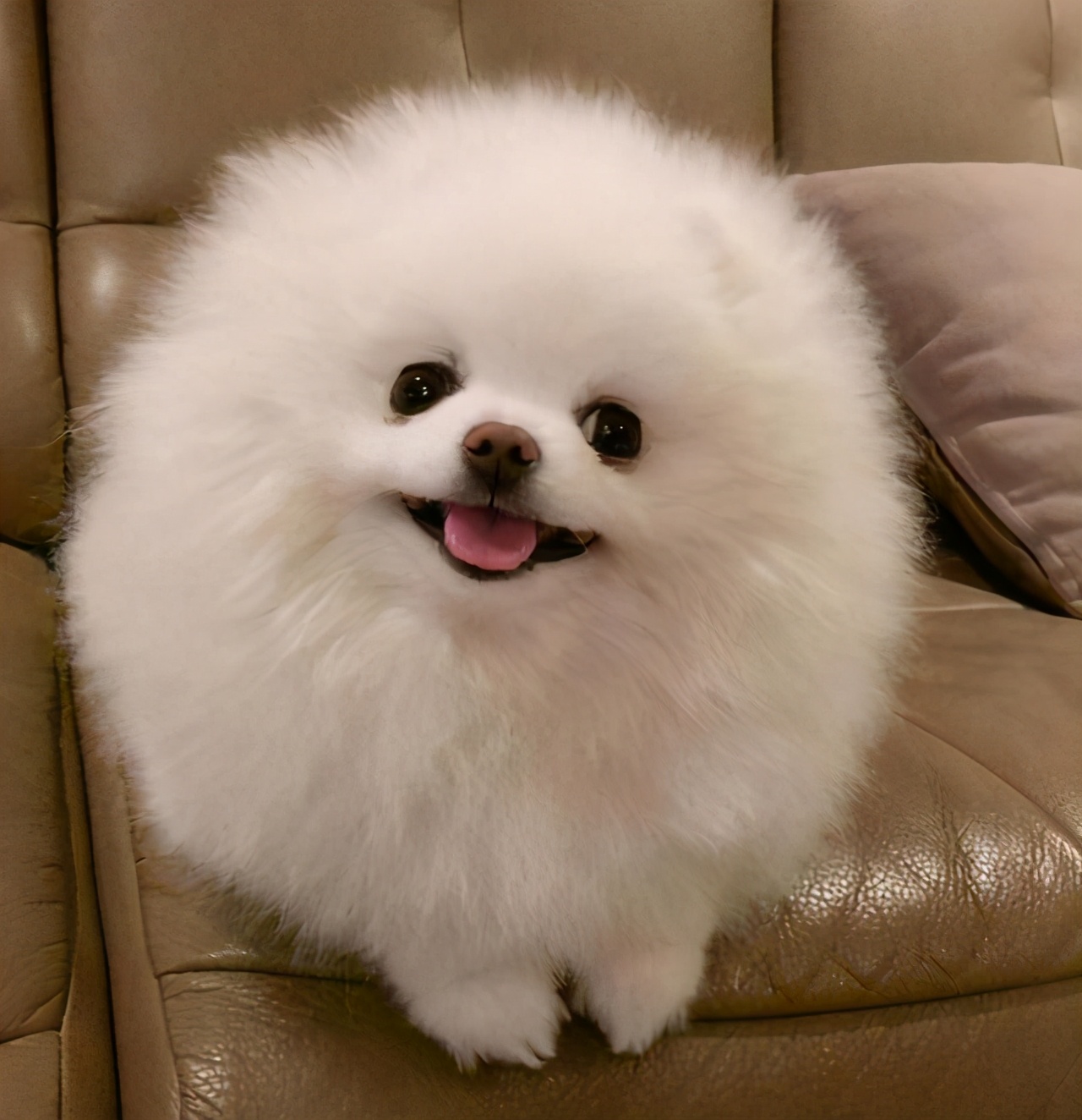 很好养不爱叫的小型犬,不吵不闹的小型犬有哪些