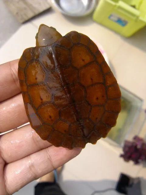 龟病防治小知识,龟治病方法