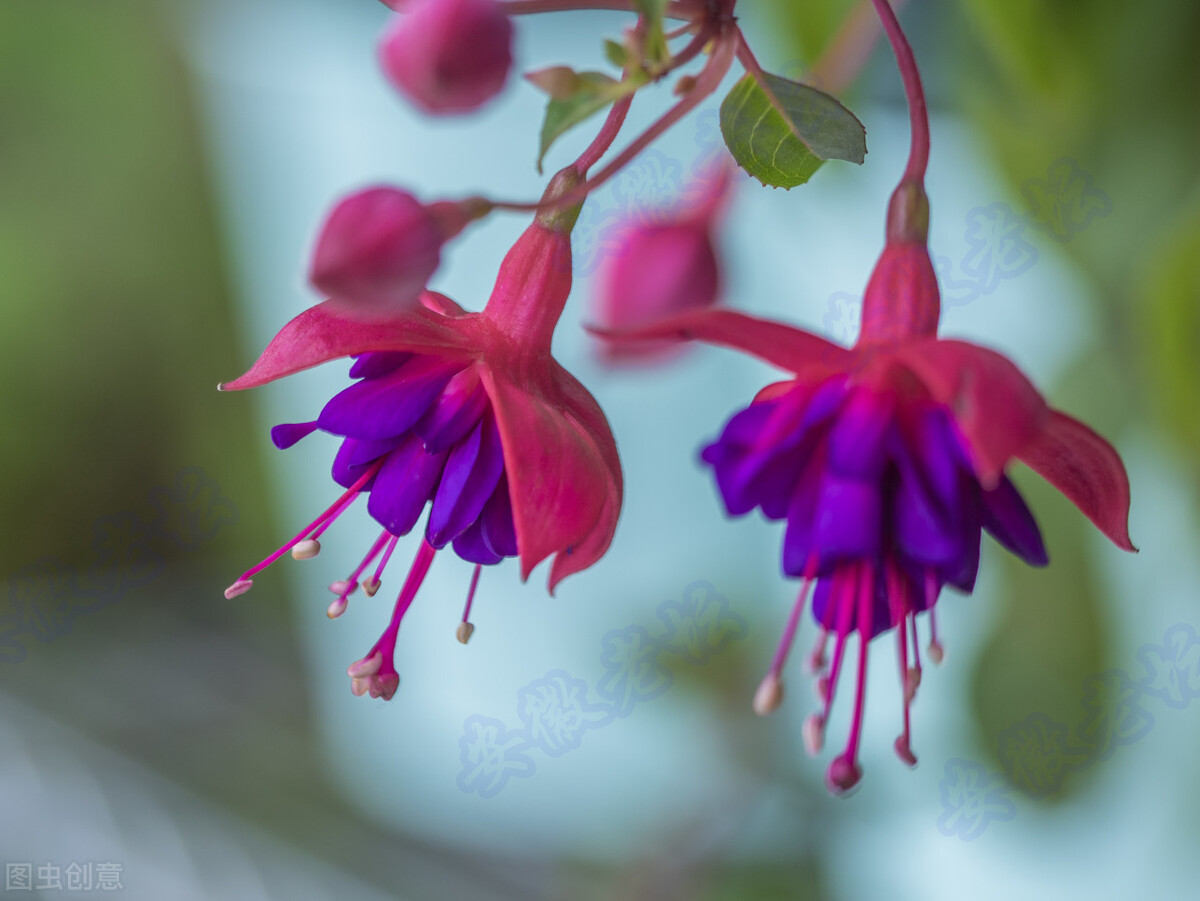 适合家庭养的带香味的无毒花,10种健康花