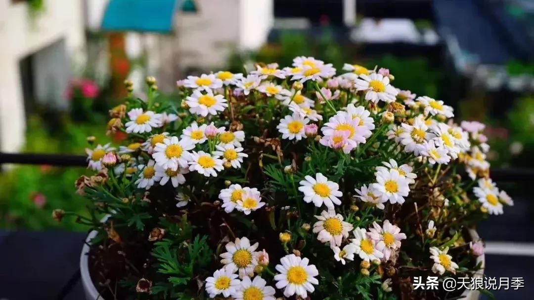 露台打造花海,她用10年改造庭院