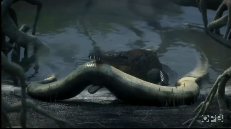 比沧龙都厉害的鳄鱼,淡水沧龙和鳄鱼竞争