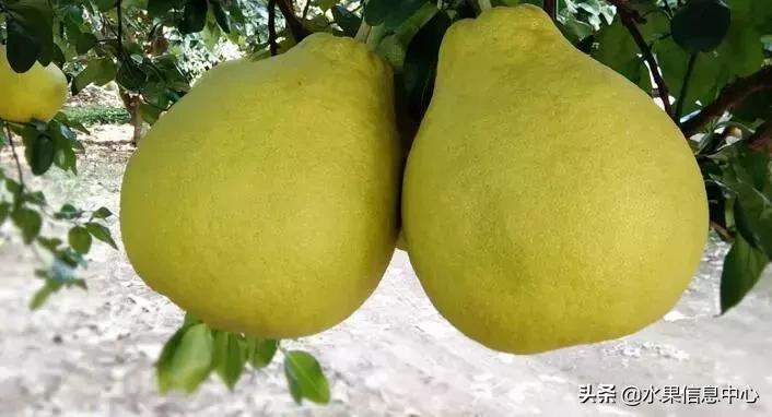 中国水果大全,中国水果大全图片和名字