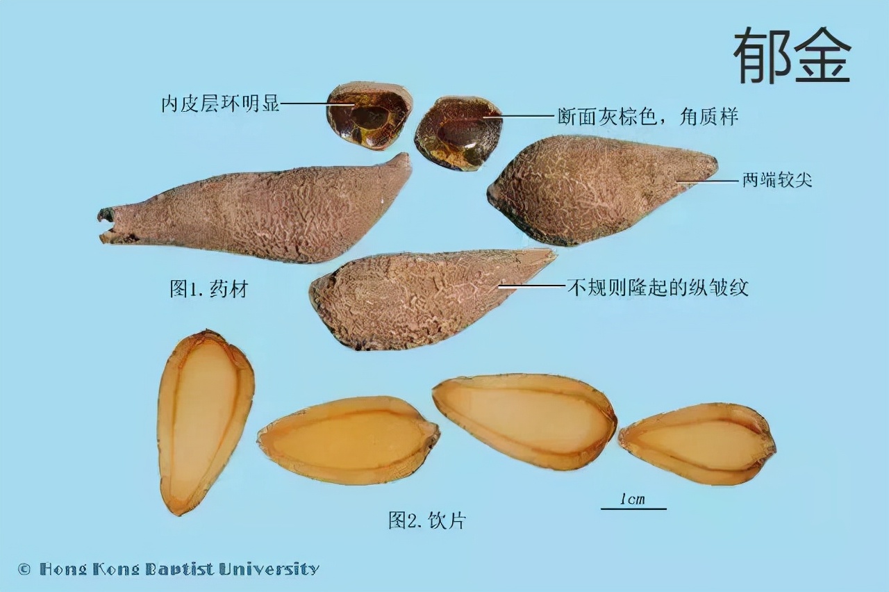 每天学习一味中药,郁金是一味什么中药