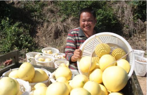 广西村官带领村民致富,广西80后农民致富