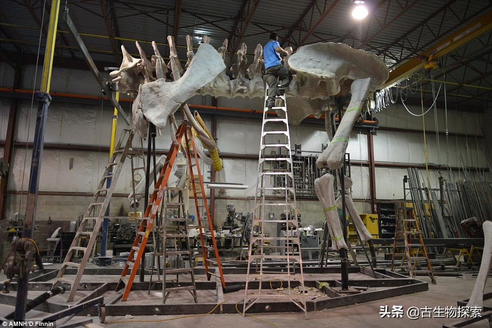 巴塔哥泰坦龙完整化石,巴塔哥泰坦龙进化史