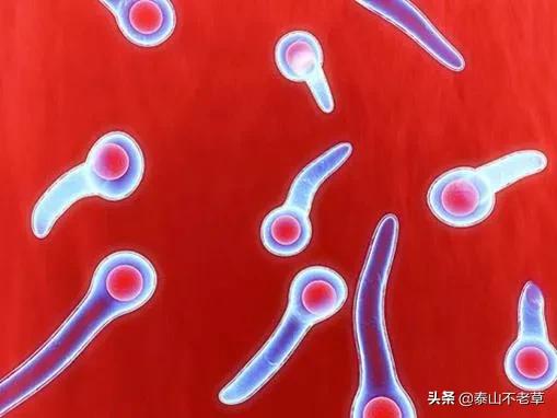 受伤皮试不能打破伤风针怎么办,鼻子受伤大出血要打破伤风针吗