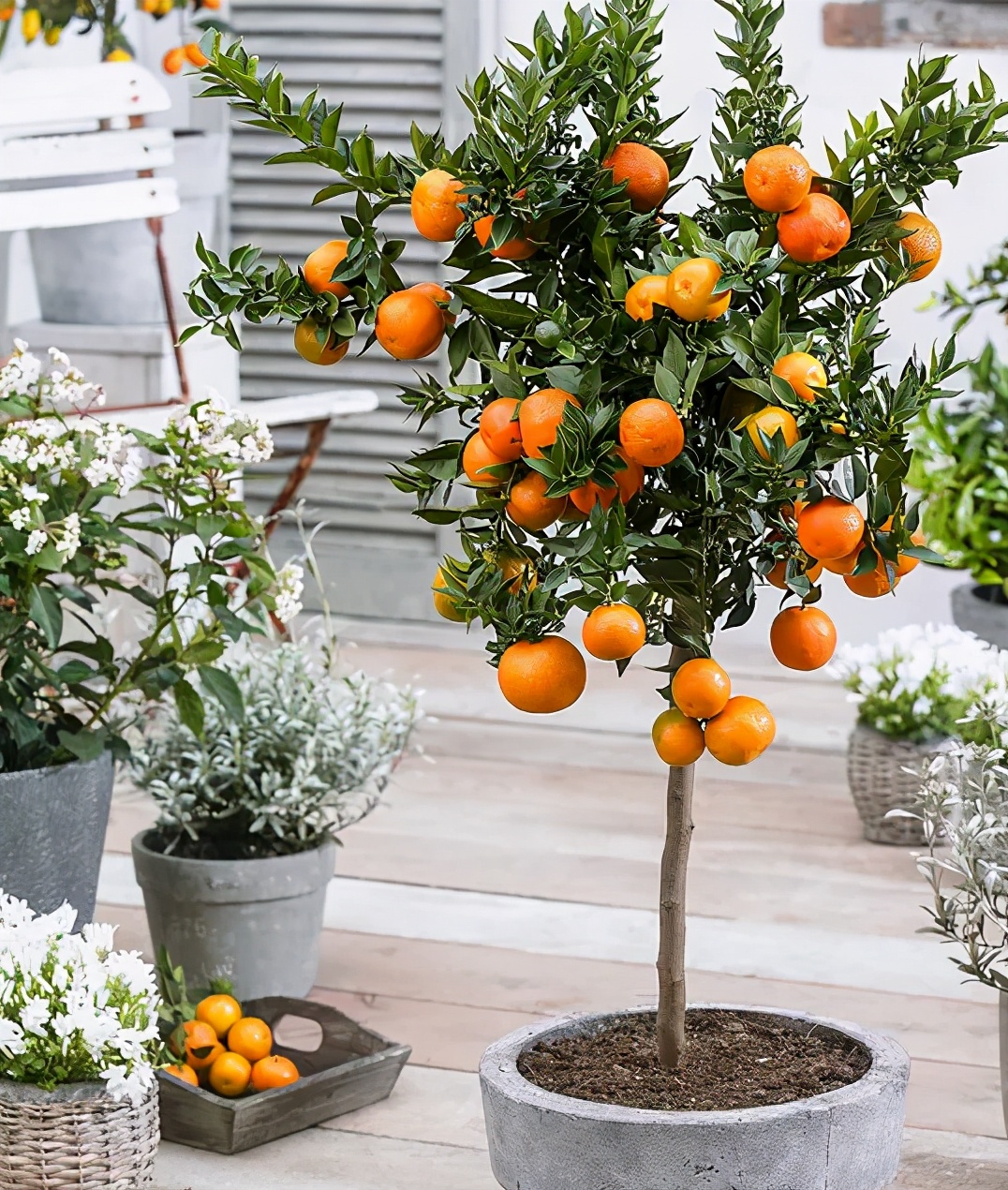 盆栽橙子苗施什么肥,盆栽橙子树怎样才结果