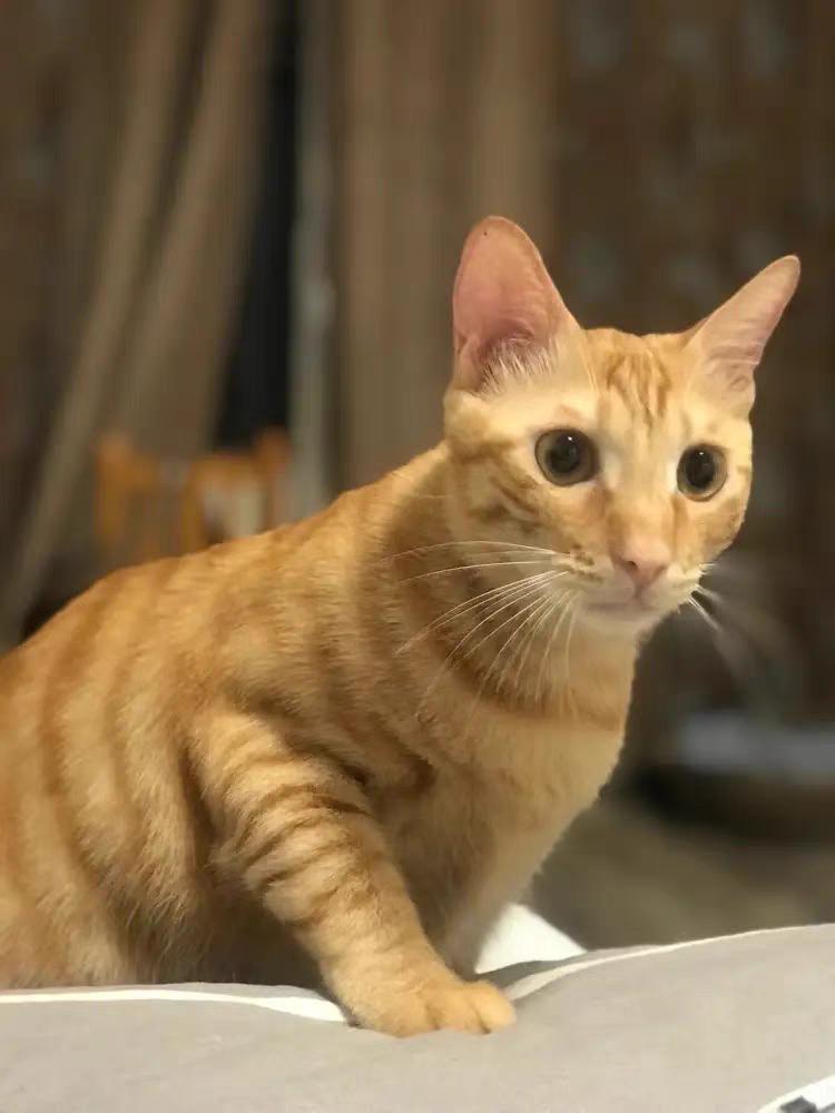 猫咪太胖吃什么猫粮减肥,猫减肥一天吃多少猫粮