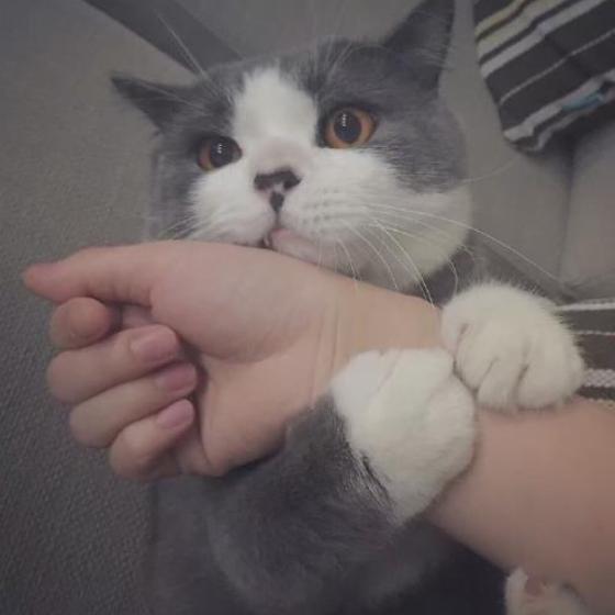 猫咪不出门需要驱虫吗,不出门的猫咪还用驱虫吗