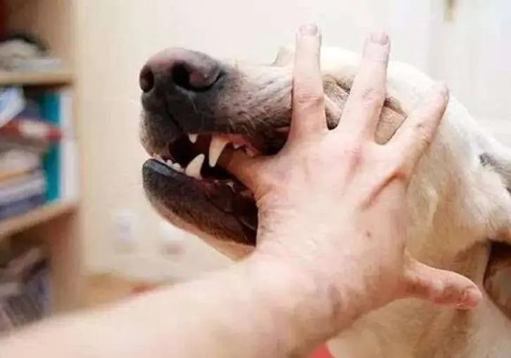 狗狗要攻击你怎么纠正,遇到狗狗攻击怎么办