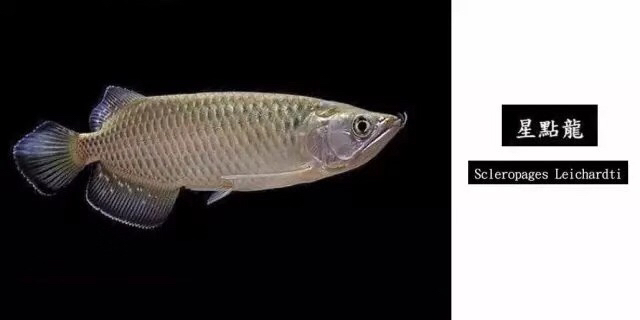 龙鱼混养品种推荐,龙鱼品种大全