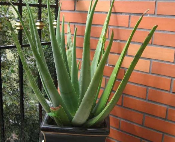 5种“女人花”，随便养一种，能养女人心，摘花泡茶，养颜健康