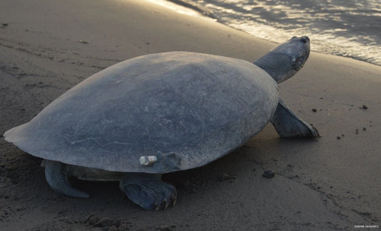 巨型侧颈龟幼龟,巨型侧颈龟下蛋