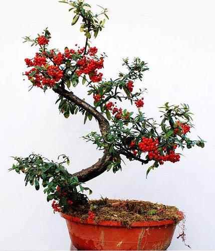 鐩嗘牻鐏椋庢按瀵撴剰,鐏鐩嗘牻涓嶅彂鏂板彾