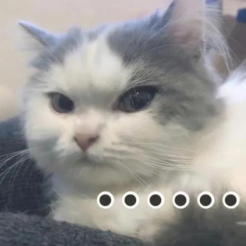 猫抓了有红点是怎么回事,猫轻咬了一下手上起了一个红点