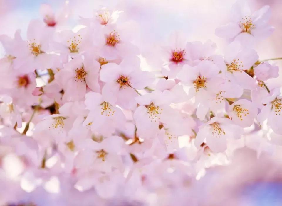 草莓饺子黑暗料理,乌冬面和彩虹饺子