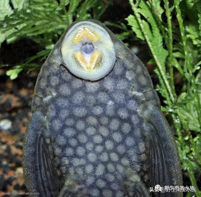 钻石皇冠豹鱼,每天认识一条鱼