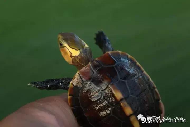 黄缘龟新手指南,怎么挑选黄缘龟