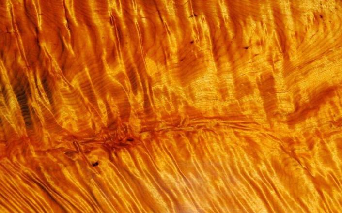 金丝楠木贵但为啥没人种,金丝楠木里面的金丝真的是金吗