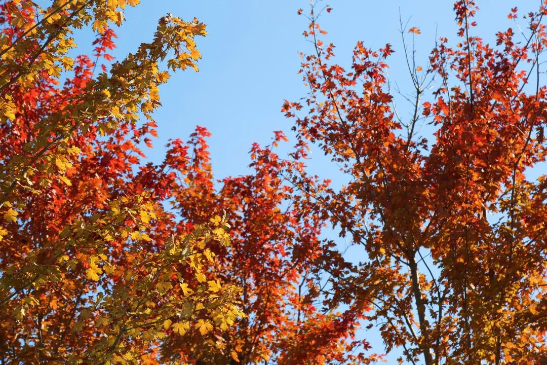 上海最美秋景,上海哪些公园可以拍秋景