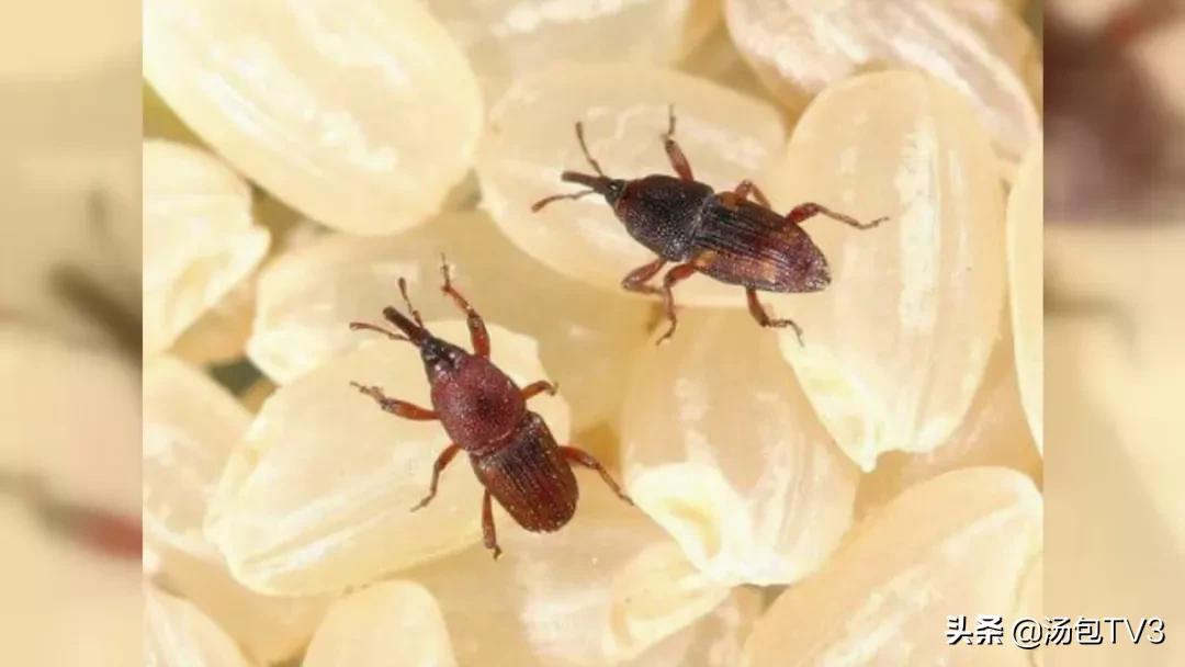 大米生虫子还能吃吗,大米生虫子还能炒吗