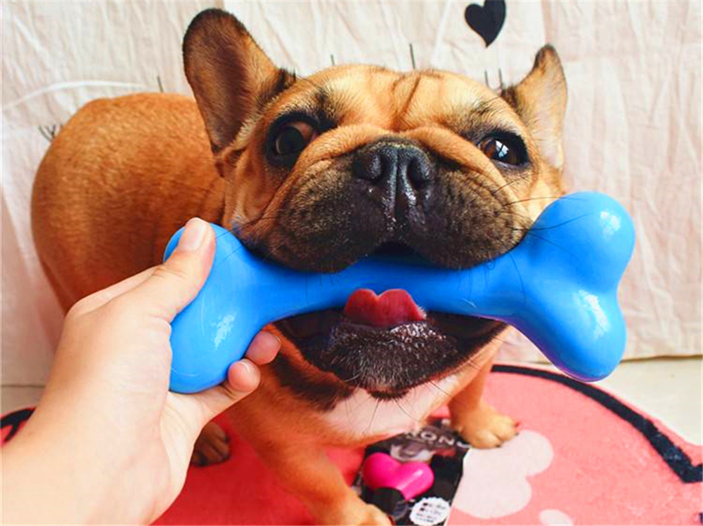 狗狗如何保养牙齿不口臭,狗狗牙齿脏又不让刷牙怎么办