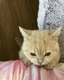 猫耳朵里有黑色脏东西是猫癣吗,猫耳朵里有黑黑的东西就是耳螨吗