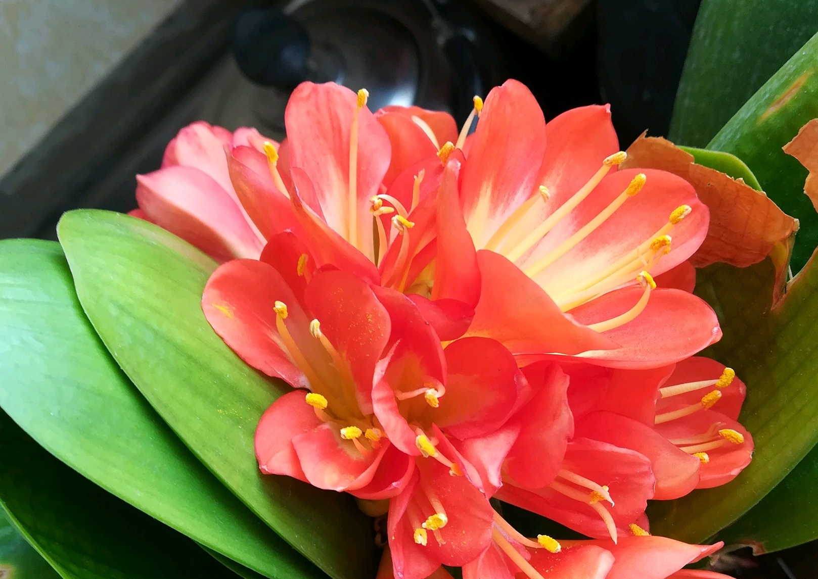 君子兰换盆后僵苗如何处理,僵苗君子兰怎么处理才能快速生长