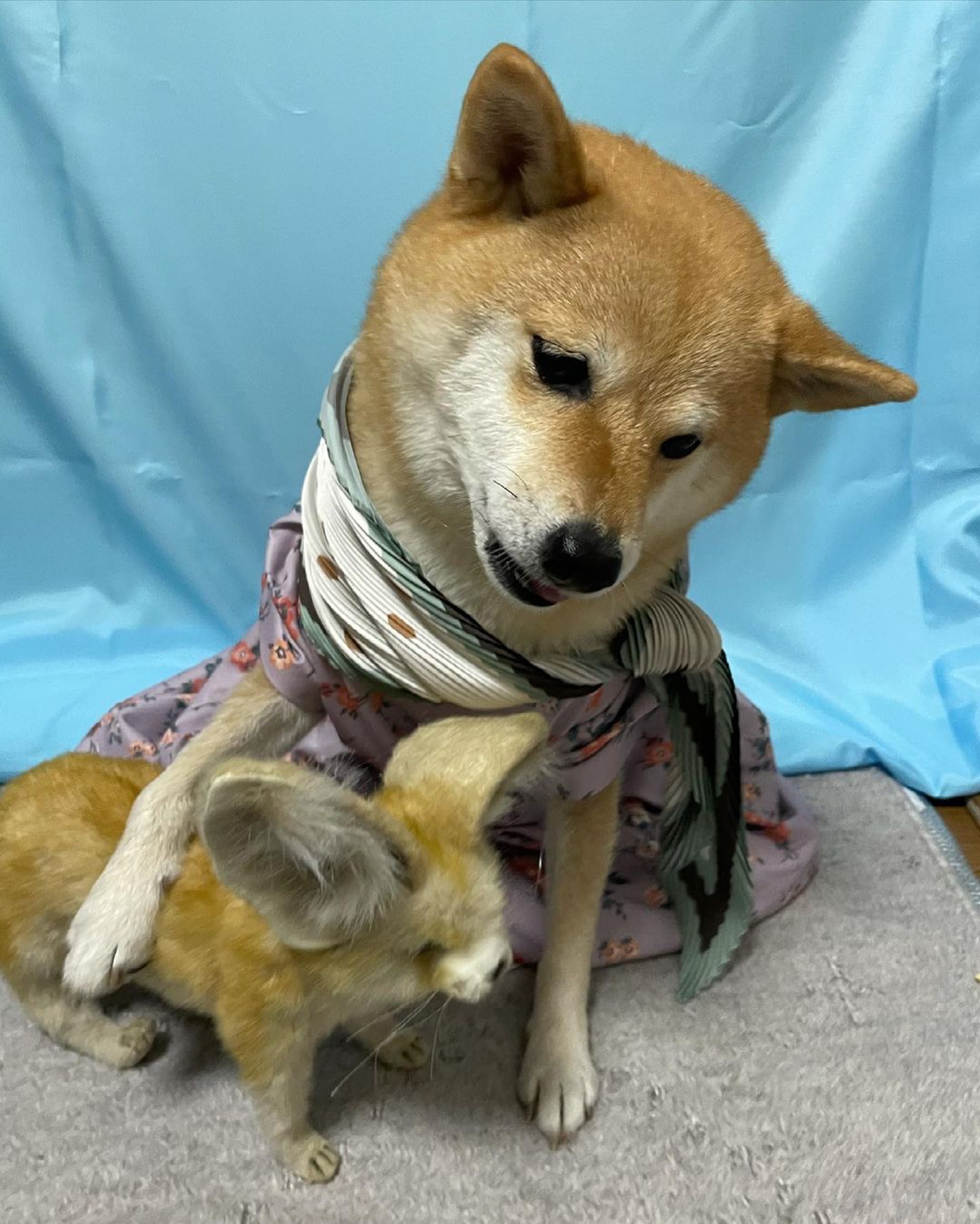 被砖头压住了!影帝柴犬超入戏25个连自己也骗倒的瞬间