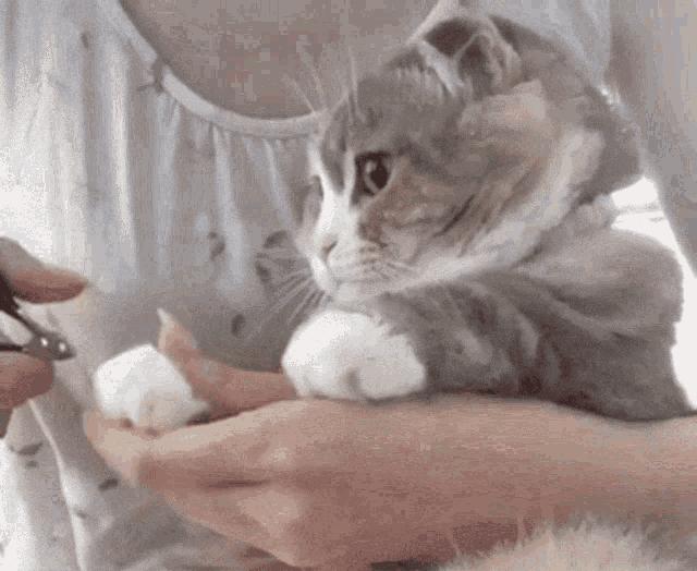 猫咪的爪子怎么捏,猫咪为什么不喜欢被铲屎官摸爪子