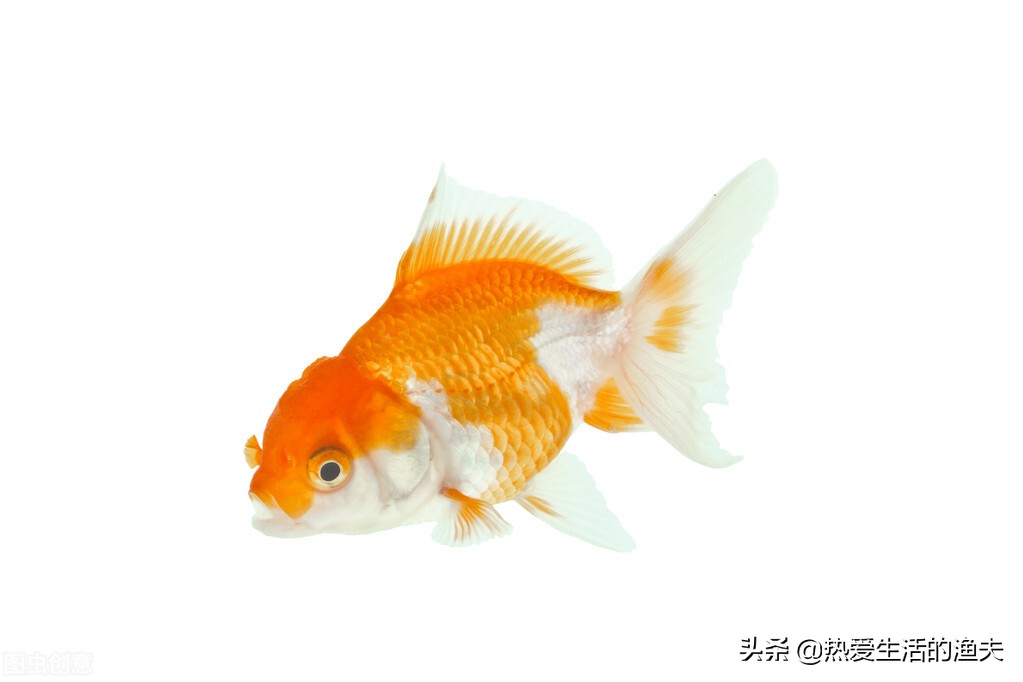 金鱼不怎么动了怎么治疗,金鱼突然不吃食了是什么原因