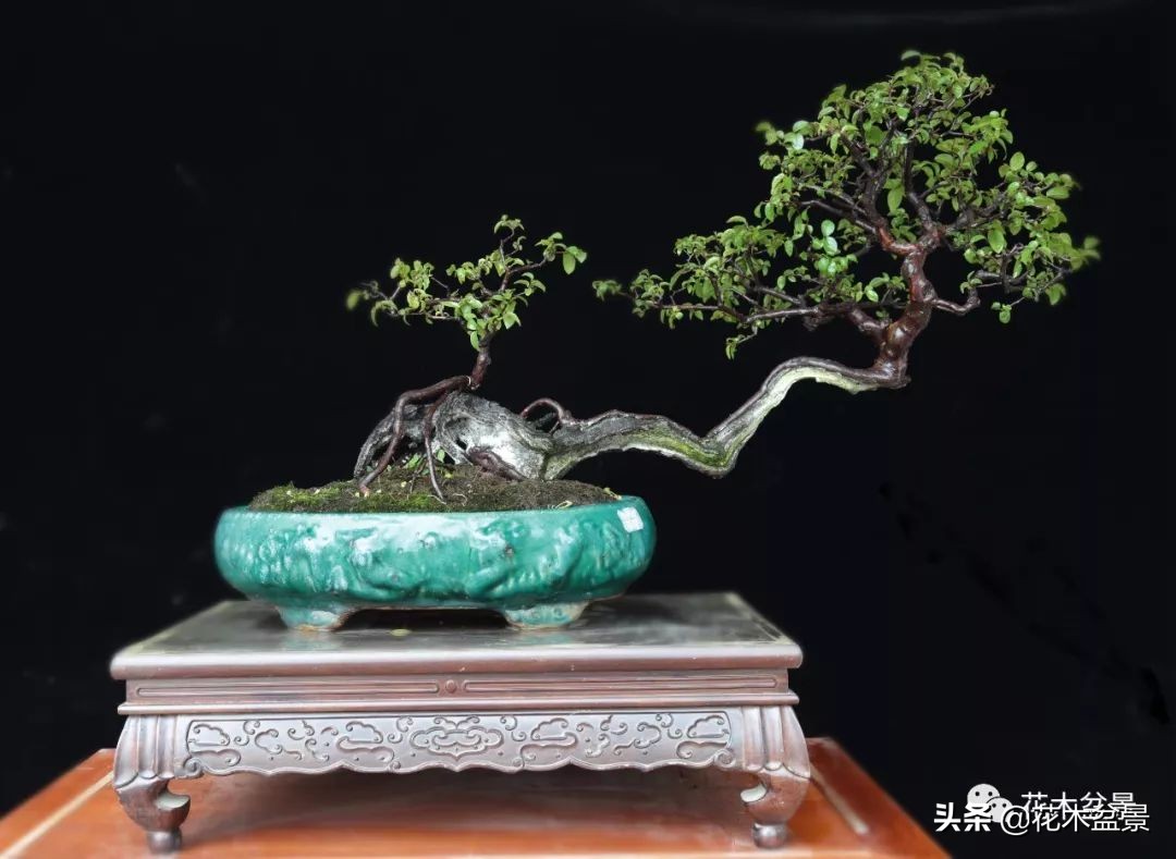 适合客厅养的盆景植物,茶桌上养什么盆景植物