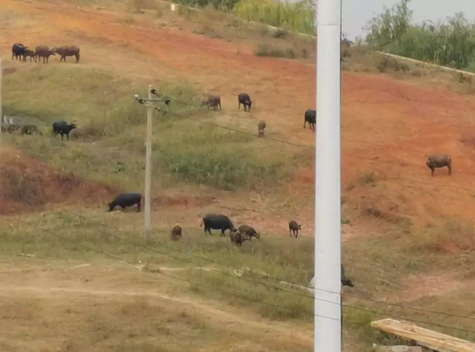 万达滨江城房子值得买吗,九龙湖万达茂学区房