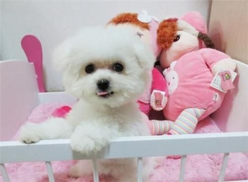 比熊以前没泪痕现在有怎么回事,比熊泪痕严重怎么解决