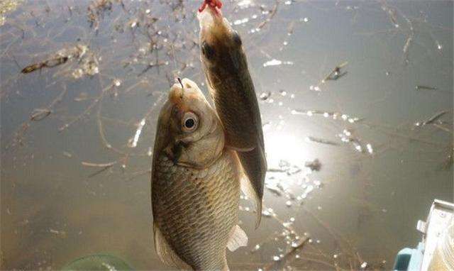 蚯蚓红虫钓鲫鱼的正确方法与技巧,蚯蚓红虫商品饵哪个钓鲫鱼好