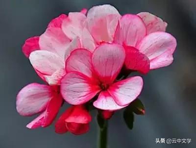 花语大全100种花图片,100种花的花语太全了