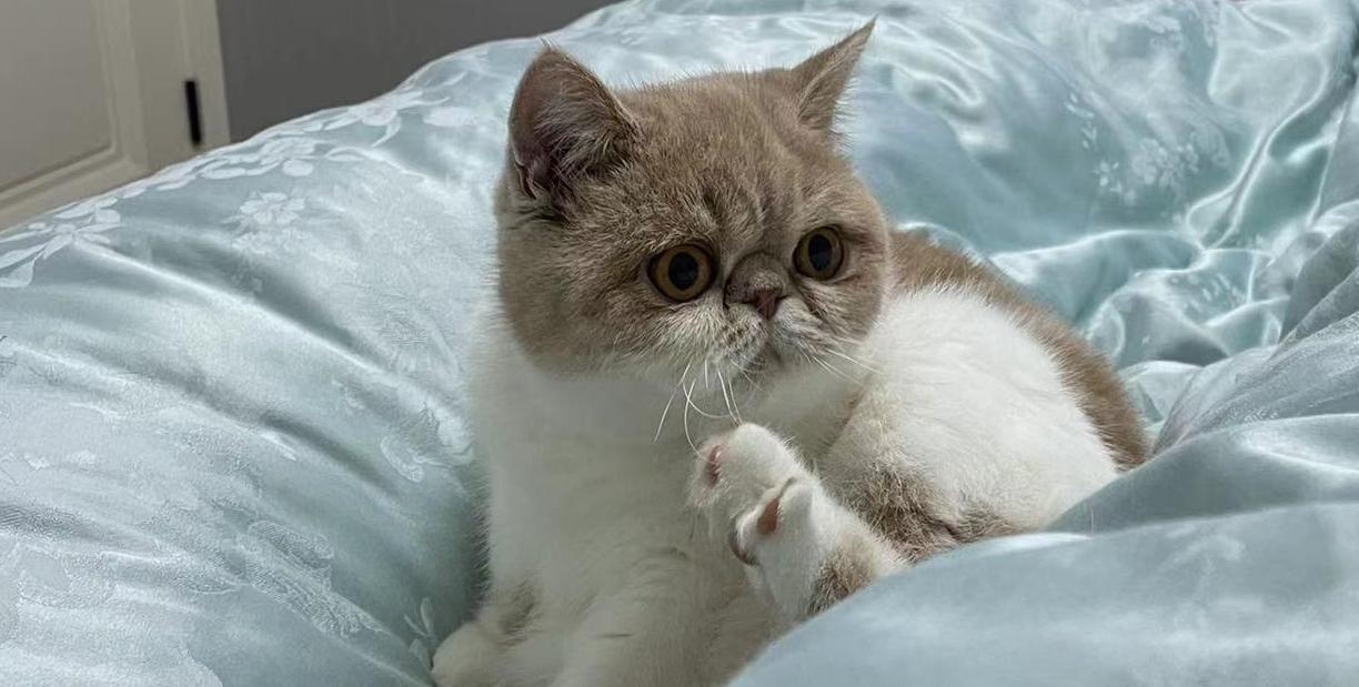 技嘉b550小雕怎么超频内存,技嘉b550lite主板能超频吗