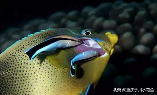 十大最好看的观赏鱼,观赏鱼100种形态