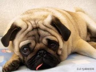 巴哥犬训练教程,巴哥犬和斗牛犬