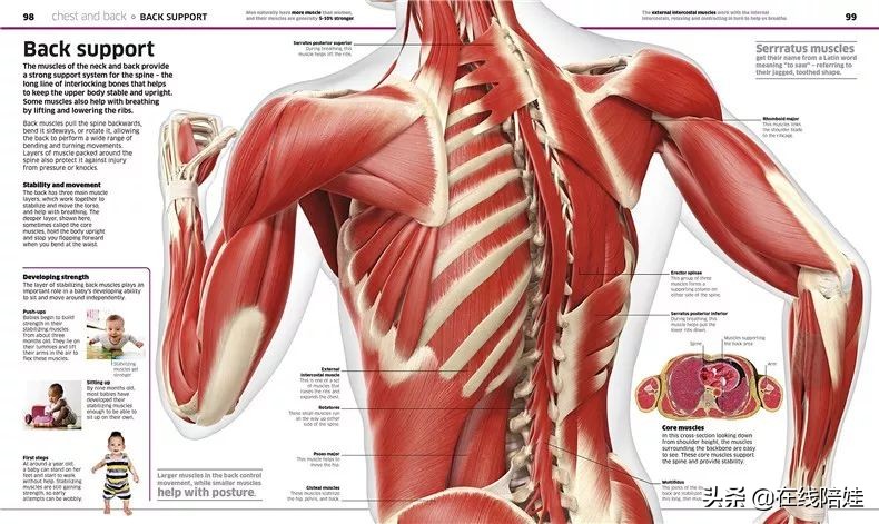 dk知识大百科全套,dk知识大百科书金银版