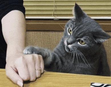 刚到家的猫咪挠门,刚到家的小猫挠我用打疫苗吗