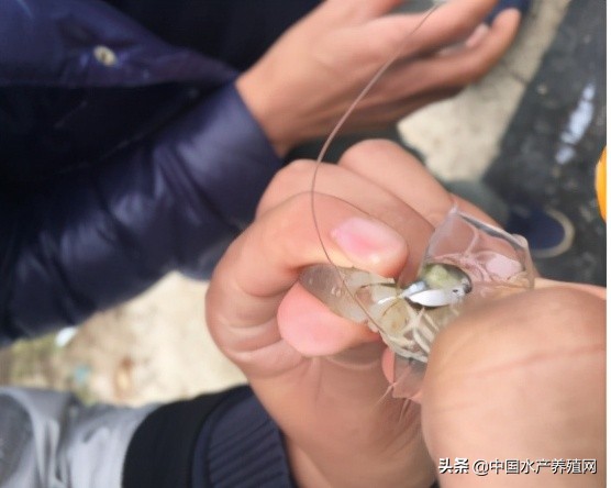 中草药制剂HCV弧菌病能防治、修复肝胰腺，广东省农业力推技术