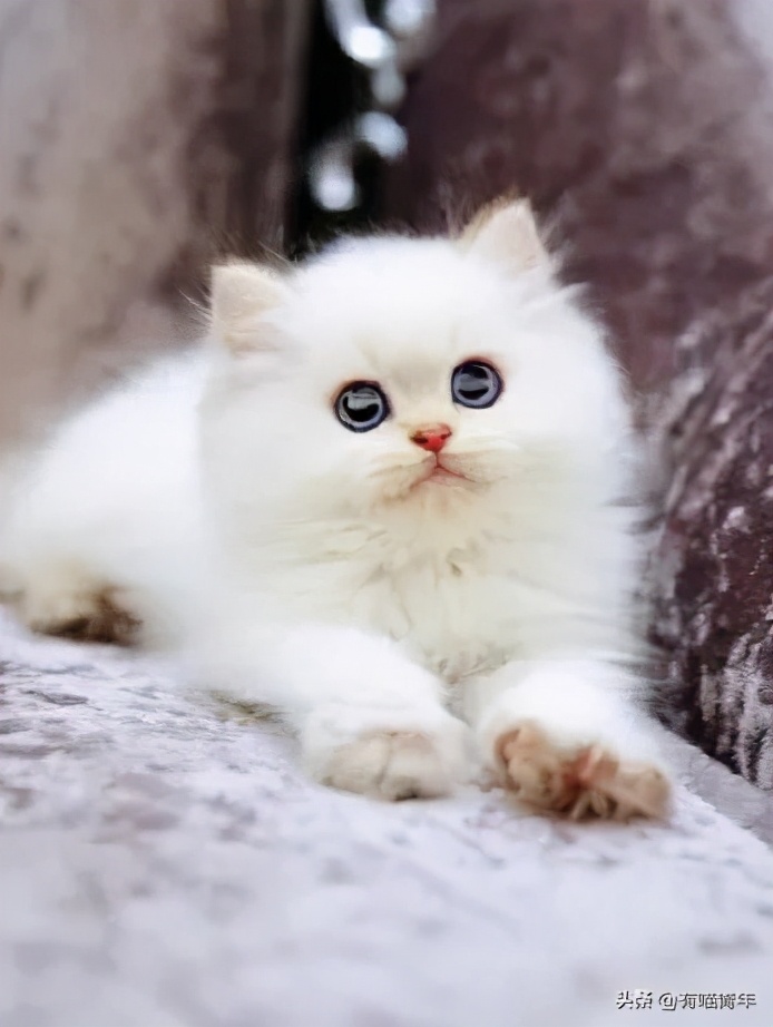 网上买的猫运回来死了,网上买猫三天送到半夜死了