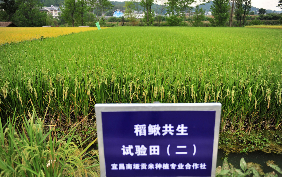 捕捞稻田泥鳅的新方法,稻田养泥鳅与养鱼哪种利润高