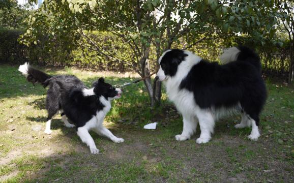 给狗狗拴上狗绳它不走怎么办,狗狗拴绳子就趴着不走