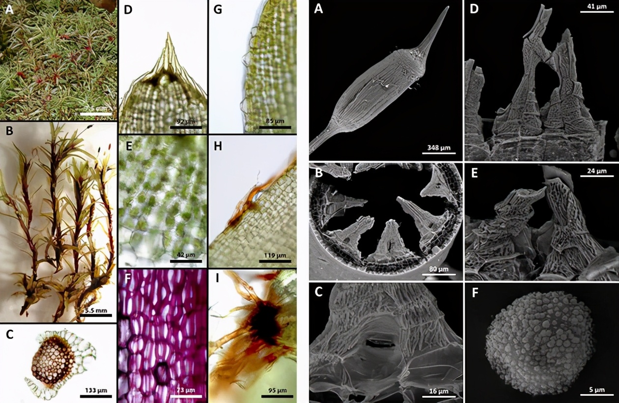 苔藓是一种非常古老的植物,苔藓是最原始的植物