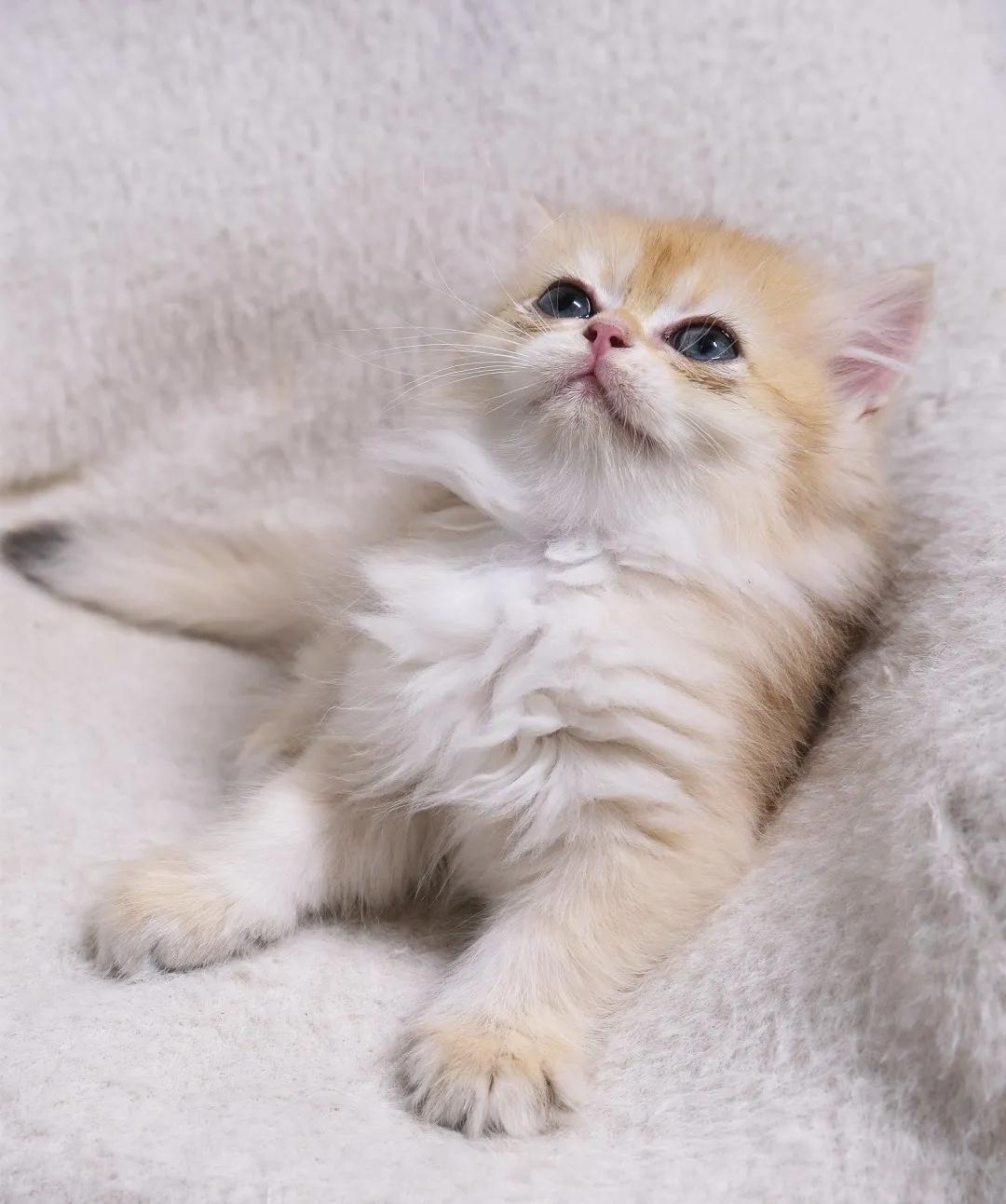 哺乳期的猫咪能不能驱虫,哺乳期的狗狗可以驱虫吗