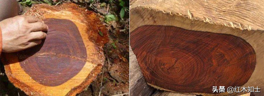 老挝大红酸枝交趾黄檀多少钱一吨,老挝大红酸枝交趾黄檀的优缺点