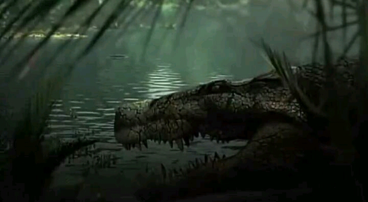 比沧龙都厉害的鳄鱼,淡水沧龙和鳄鱼竞争