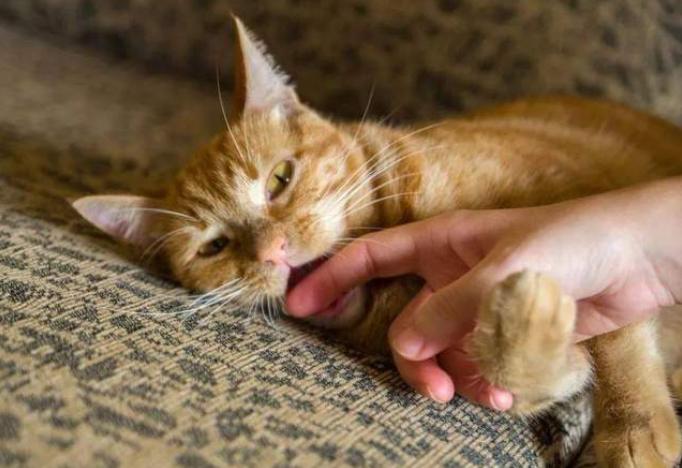 遇到猫咪怎么办,被猫咪咬了怎么判断有没有狂犬病